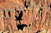 USA - Utah, Bryce Canyon